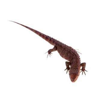 The Chinese crocodile lizard, Shinisaurus crocodilurus, isolated on white background