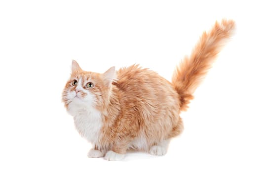 Ginger mixed breed cat, isolated on white background