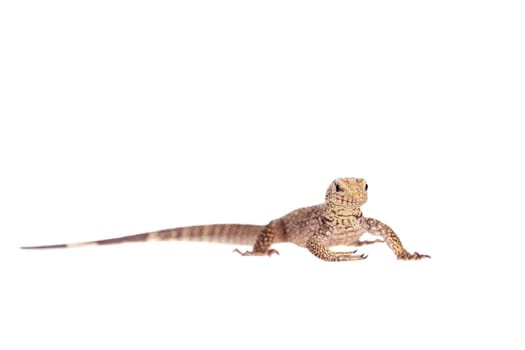 Clouded Monitor, Varanus nebulosus, isolated on white background