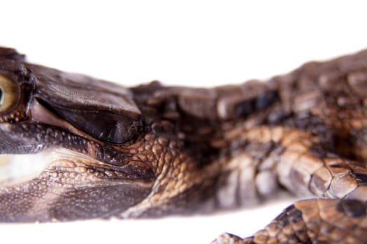 The false gharial , Tomistoma schlegelii, isolated on white background