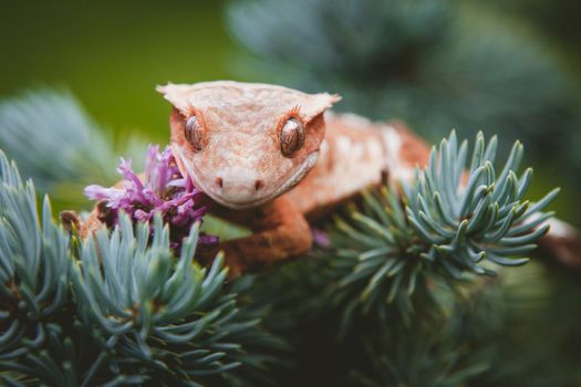 New Caledonian crested gecko, Rhacodactylus ciliatus, on tree with flowers