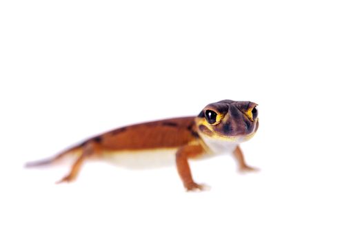 Pale Knob-tailed Gecko, Nephrurus laevissimus, isolated on white background