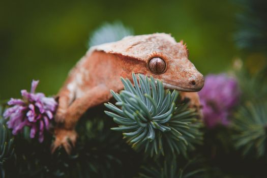 New Caledonian crested gecko, Rhacodactylus ciliatus, on tree with flowers