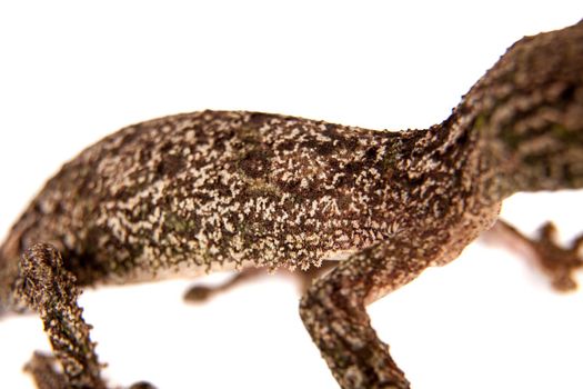 Leaf-tailed Gecko, uroplatus sameiti isolated on white background