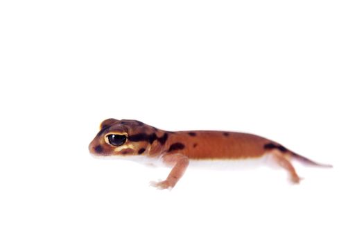 Pale Knob-tailed Gecko, Nephrurus laevissimus, isolated on white background