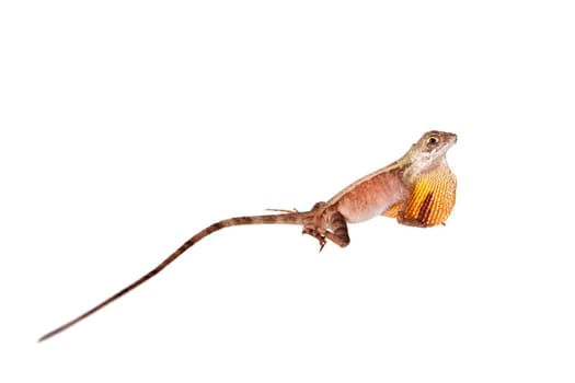 The Brown-patched Kangaroo lizard, Otocryptis wiegmanni, isolated on white