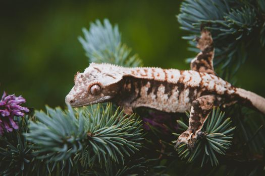 New Caledonian crested gecko, Rhacodactylus ciliatus, on tree with flowers