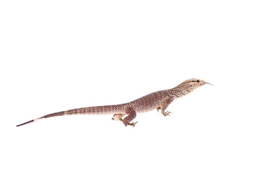 Clouded Monitor, Varanus nebulosus, isolated on white background