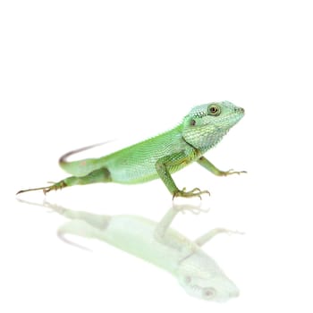 Black lipped Lizard, Calotes nigrilabris, isolated on white background