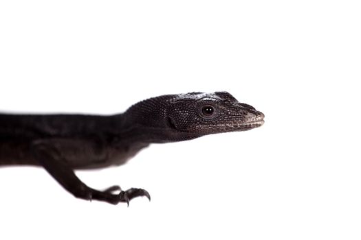 Black tree monitor lizard, varanus beccari, isolated on white