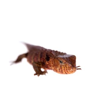 The Chinese crocodile lizard, Shinisaurus crocodilurus, isolated on white background