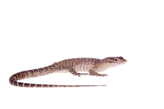 Asian Water Monitor Lizard, Varanus salvator, isolated on white background.