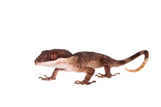 Bow-fingered gecko, Cyrtodactylus irianjayaensis, isolated on white background