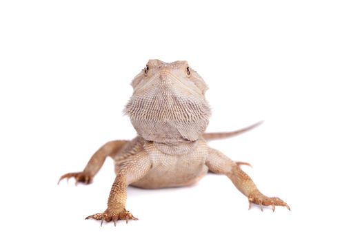 Central Bearded Dragon, Pogona vitticeps, isolated on white background