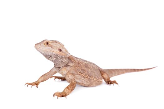 Central Bearded Dragon, Pogona vitticeps, isolated on white background