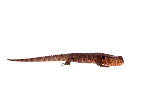 The Chinese crocodile lizard, Shinisaurus crocodilurus, isolated on white background