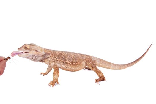 Central Bearded Dragon, Pogona vitCentral Bearded Dragon, Pogona vitticeps, chasing a cricket isolated on whiteticeps, chasing a cricket isolated on white