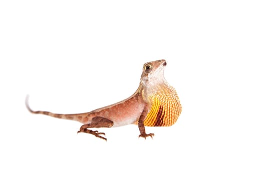 The Brown-patched Kangaroo lizard, Otocryptis wiegmanni, isolated on white