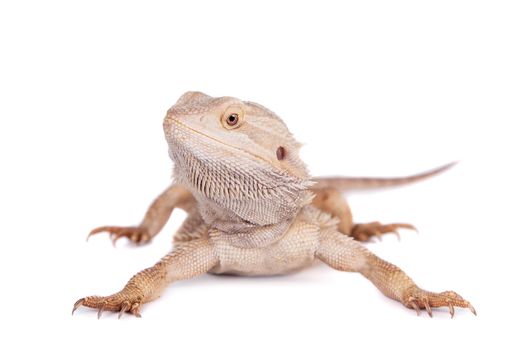 Central Bearded Dragon, Pogona vitticeps, isolated on white background