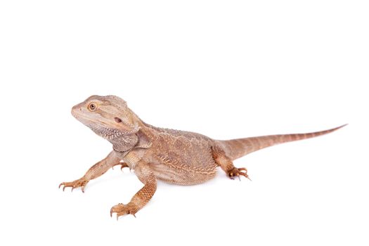 Central Bearded Dragon, Pogona vitticeps, isolated on white background