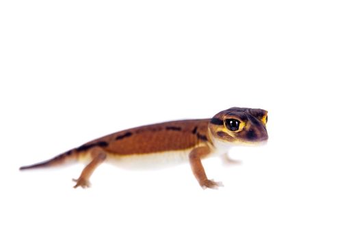 Pale Knob-tailed Gecko, Nephrurus laevissimus, isolated on white background