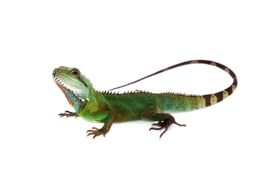 The Australian water dragon, Intellagama or Physignathus lesueurii which includes the eastern water dragon isolated on white background