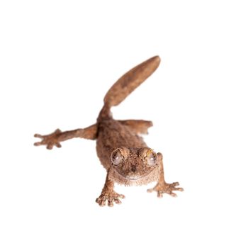 Leaf-tailed Gecko, uunknow uroplatus, isolated on white background