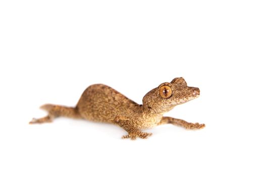 Leaf-tailed Gecko, uroplatus sameiti isolated on white background