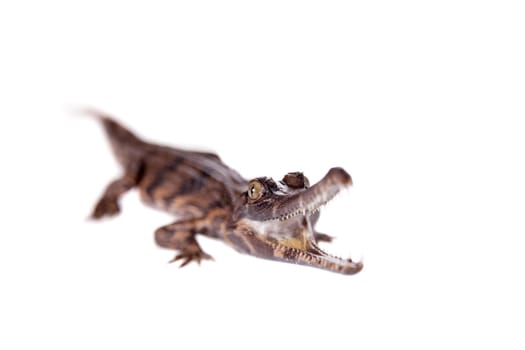 The false gharial , Tomistoma schlegelii, isolated on white background