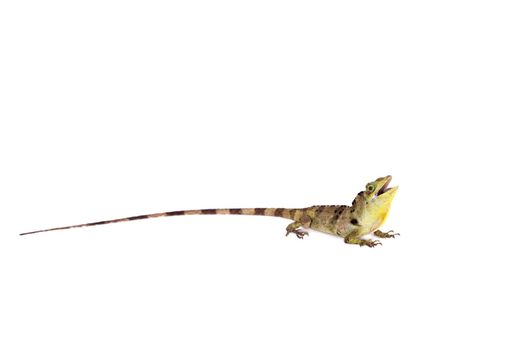 Dactyloa fraseri lizard isolated on white background