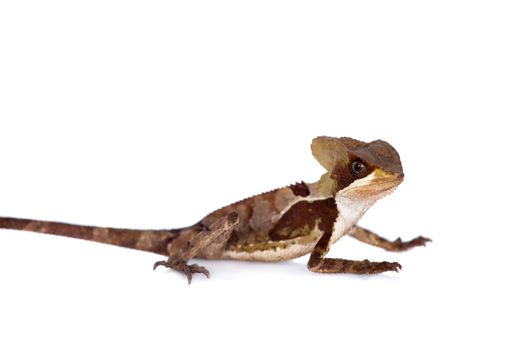 Hernandezs helmeted basilisk, Corytophanes hernandesii, isolated on white background