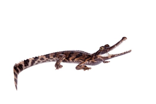 The false gharial , Tomistoma schlegelii, isolated on white background