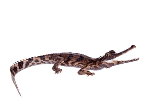 The false gharial , Tomistoma schlegelii, isolated on white background