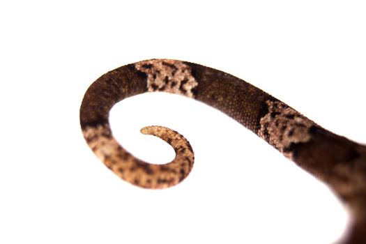 Bow-fingered gecko, Cyrtodactylus irianjayaensis, isolated on white background