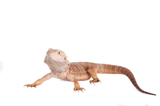 Central Bearded Dragon, Pogona vitticeps, isolated on white background