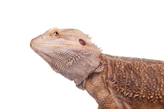 Central Bearded Dragon, Pogona vitticeps, isolated on white background