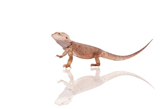 Central Bearded Dragon, Pogona vitticeps, isolated on white background