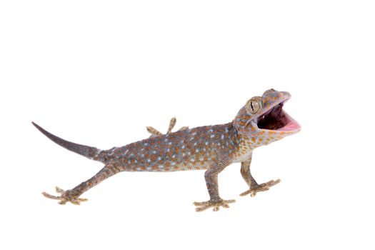 Large or tokay Gecko. gekko, isolated on white background