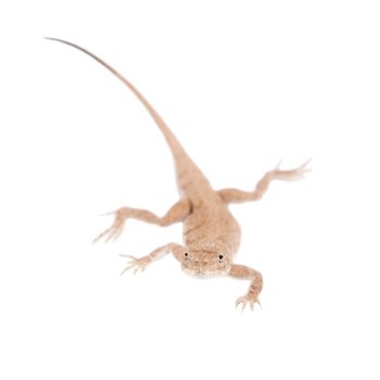 Secret Toad-Headed Agama, Phrynocephalus mystaceus, isolated on white