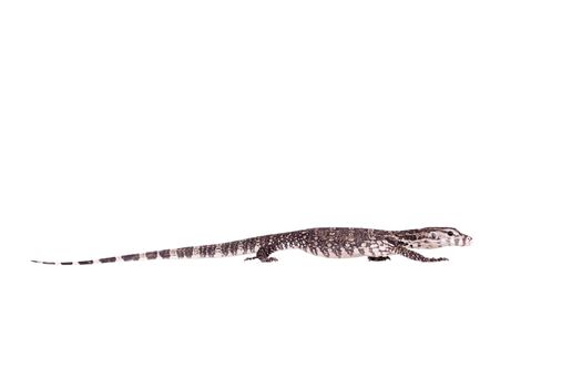 Timor Monitor Lizard, Varanus timorensis, isolated on white background
