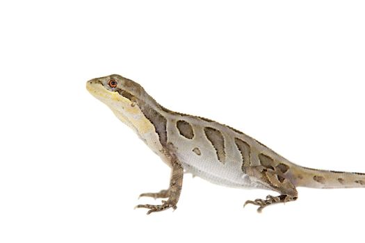 Brasilian tree lizard, Enyalius bilineatus, isolated on white background