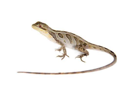 Brasilian tree lizard, Enyalius bilineatus, isolated on white background