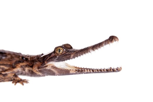 The false gharial , Tomistoma schlegelii, isolated on white background