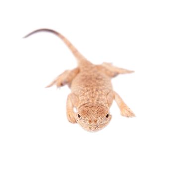 Secret Toad-Headed Agama, Phrynocephalus mystaceus, isolated on white