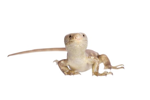 The Solomon Islands skink, Corucia zebrata, on white background