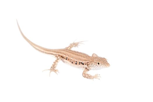 The rapid fringe-toed lizard, Eremias velox, isolated on white background