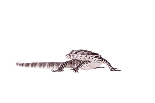 Timor Monitor Lizard, Varanus timorensis, isolated on white background