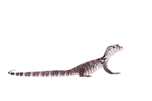 Timor Monitor Lizard, Varanus timorensis, isolated on white background