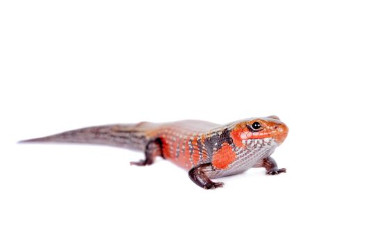 Fire Skink, Riopa fernandi, isolated on white background.