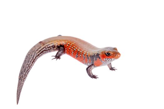 Fire Skink, Riopa fernandi, isolated on white background.